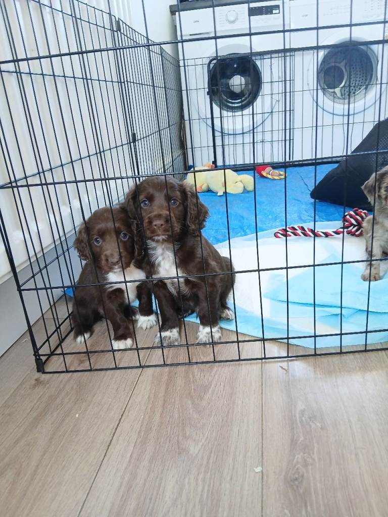 Cocker spaniels 