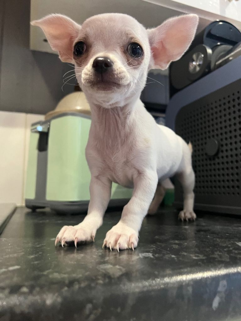 Apple head chihuahua puppies price reduced! 