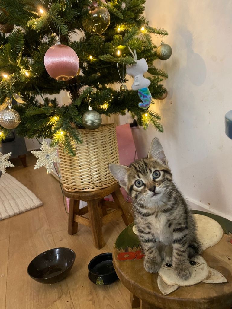 Beautiful Half-Bengal New Year Kittens