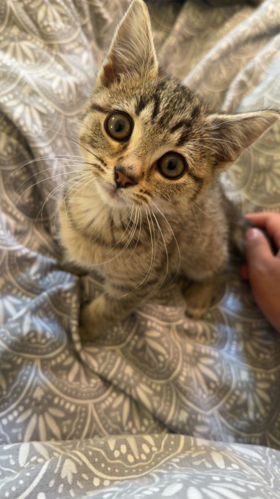 NEED GONE ASAP kitten tabby x bsh ready to go