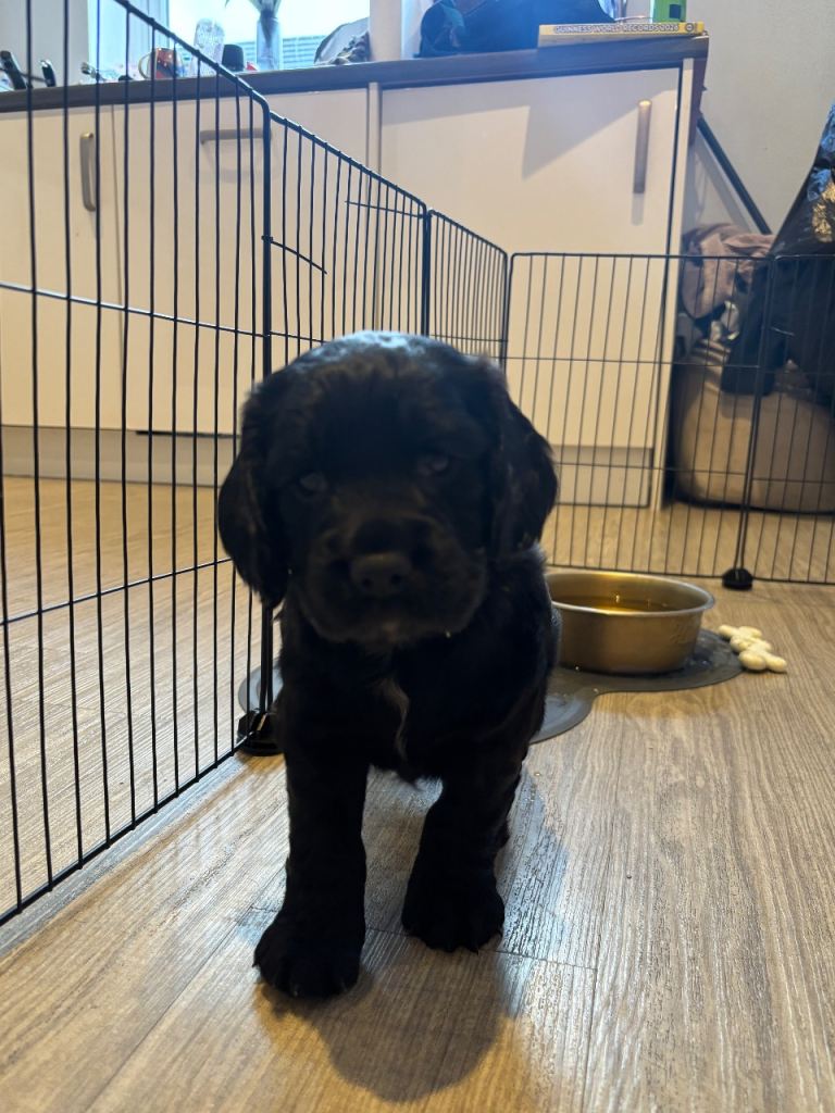 KC Cocker Spaniel