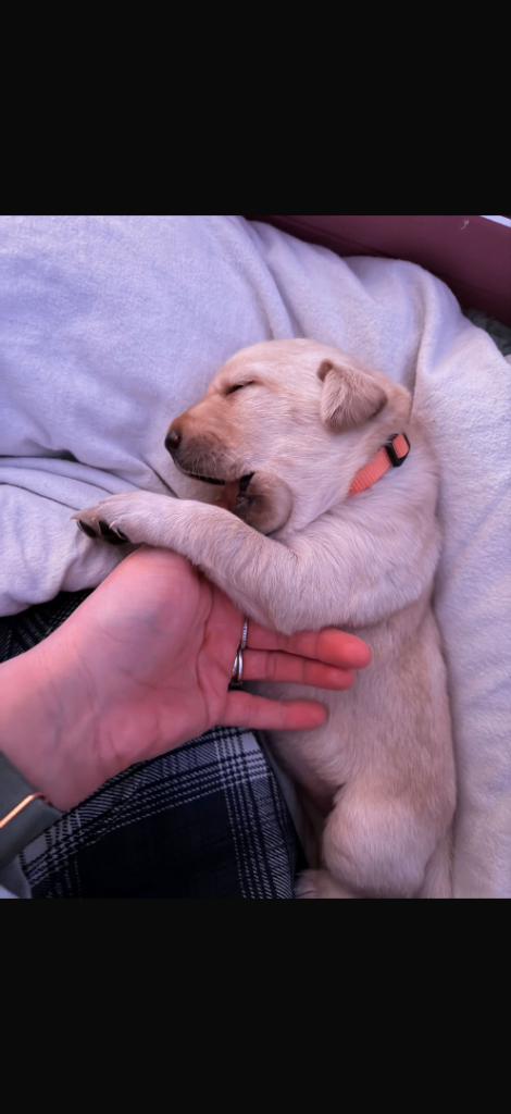 Labrador retriever puppies 