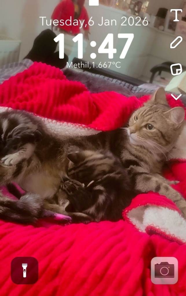 Stunning tabby kitties 