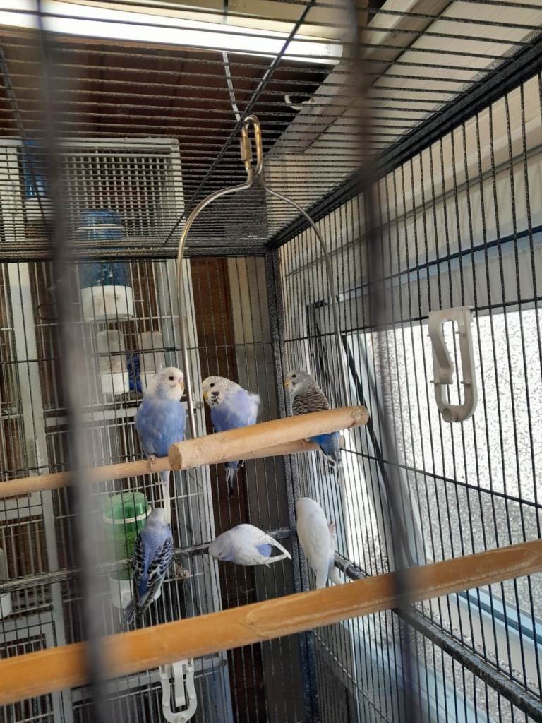 Baby budgies