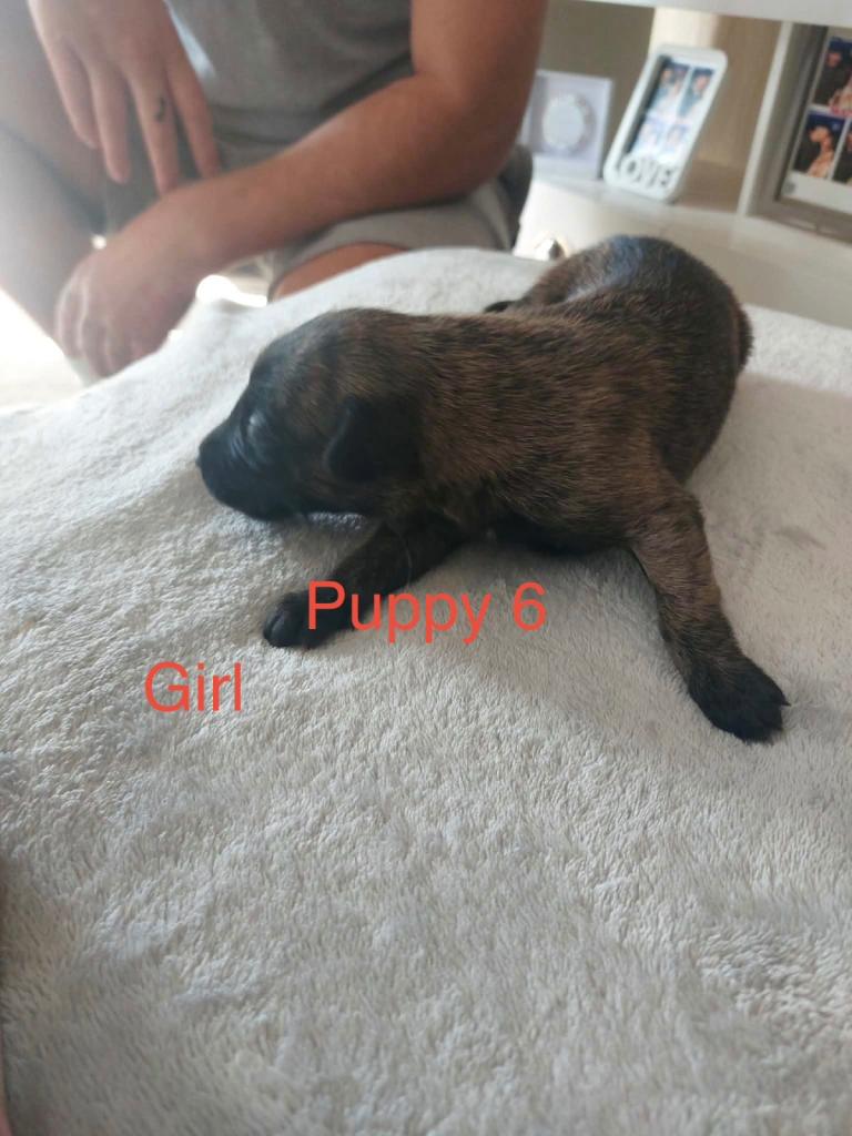 6 Belgian malinois cross whippet puppies for sale in Herefordshire