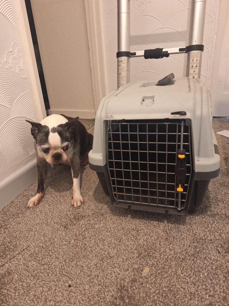 Small pet travel box