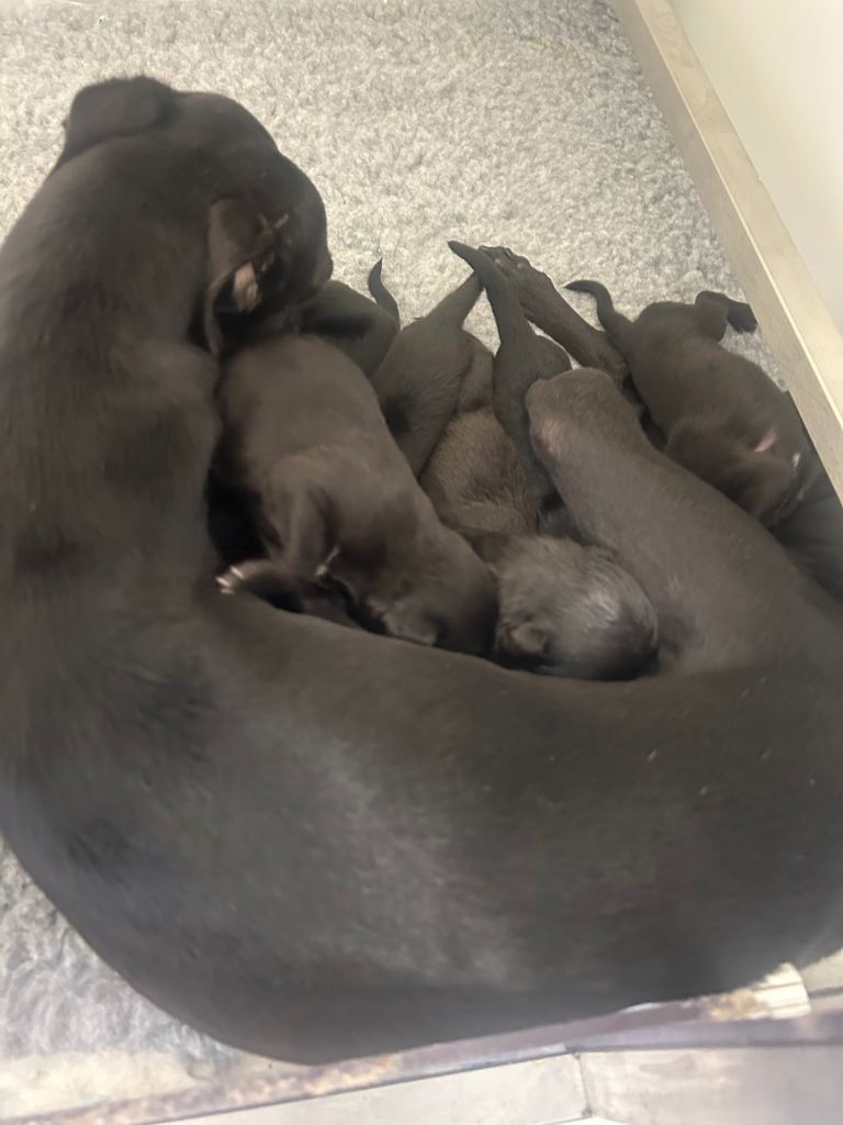 GENUINE BEDDY WHIPPETS 2 BOYS LEFT