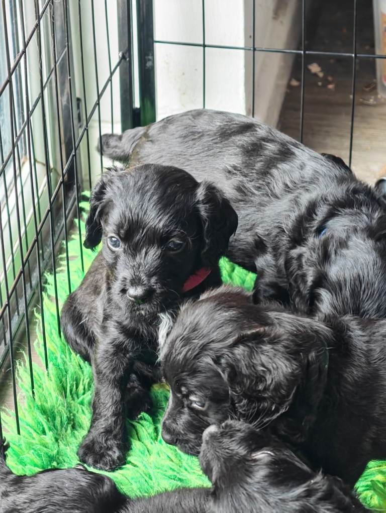 Puppies 