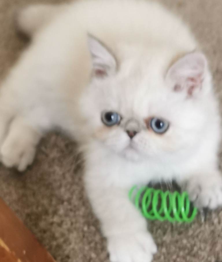 Pedigree exotic female kitten 