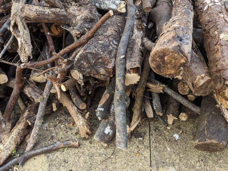 Free logs tree wood - for collection