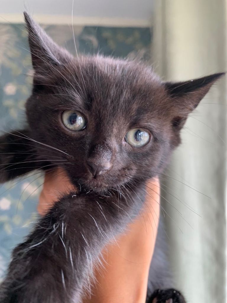 Black kitten 12weeks 