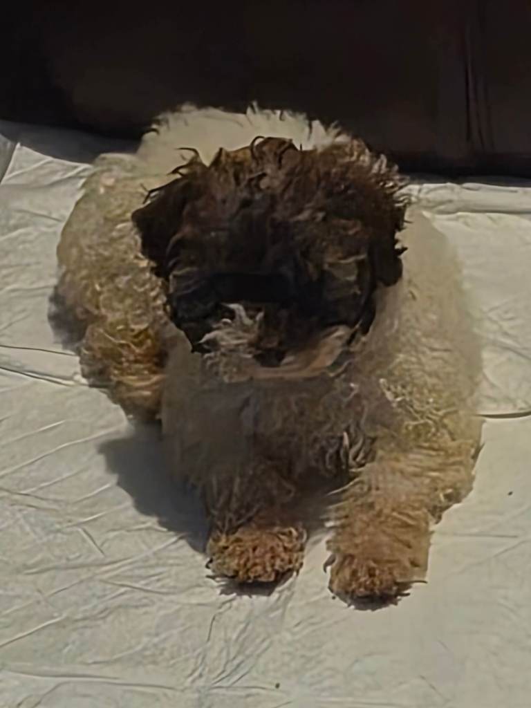 Puppy