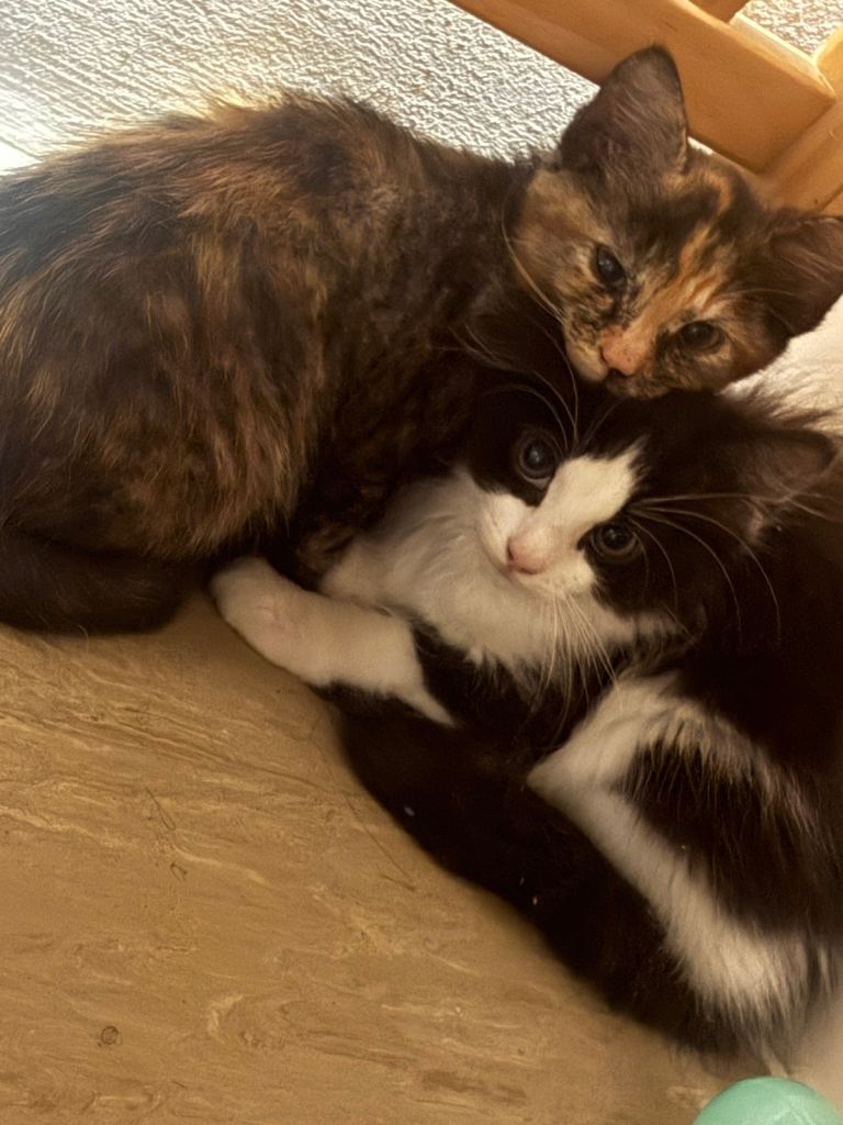 Ready to leave kittens 