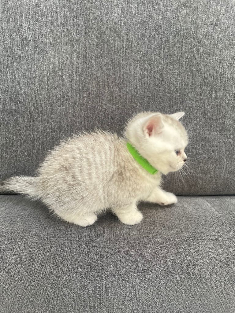 Pedigree British Short Hair Kittens