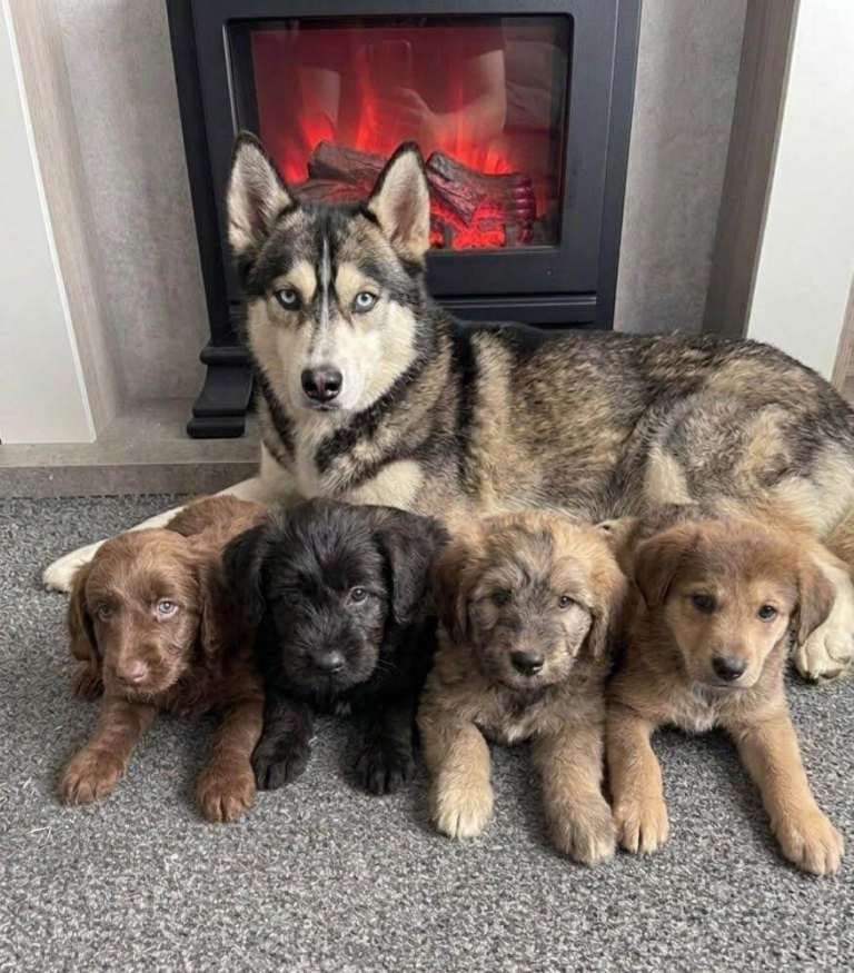 Beautiful husky cross Pomeranians