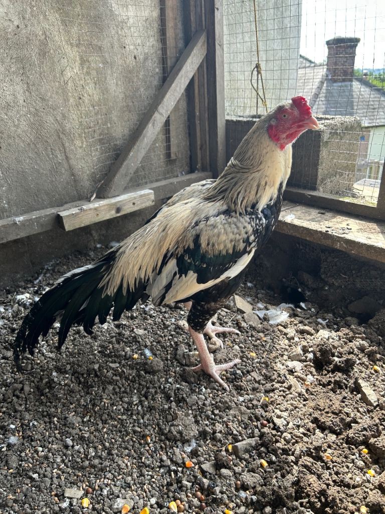 Aseel stag for sale