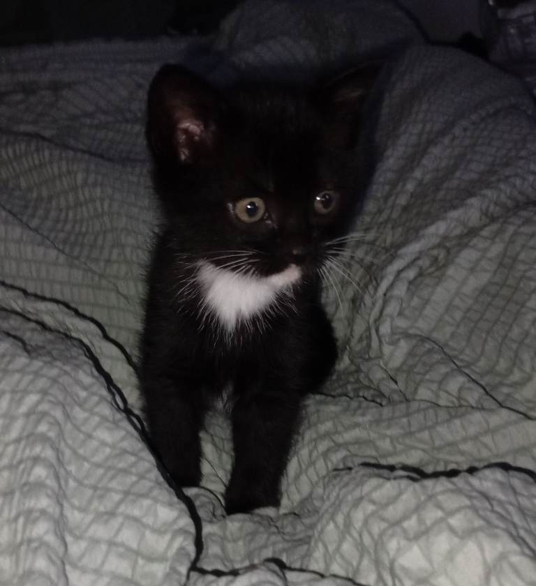 Black and white boy kittens 
