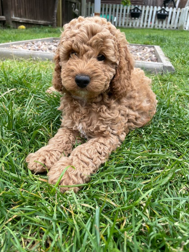 Ready Now!  Cockapoo puppies 🐾