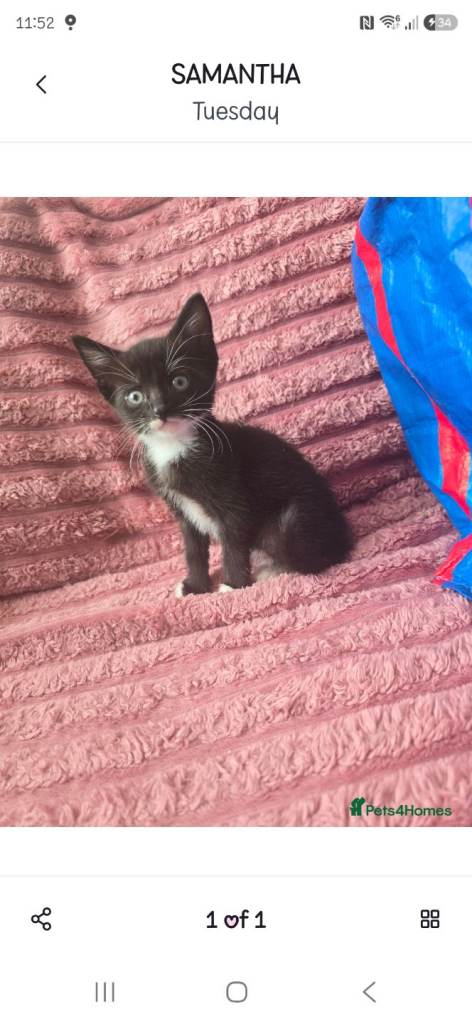 Kitten for sale 