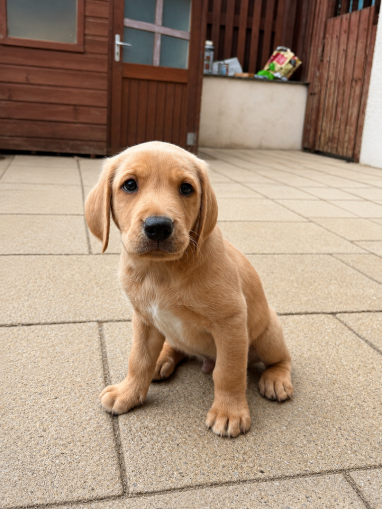 Last Labrador puppy  ready Saturday 