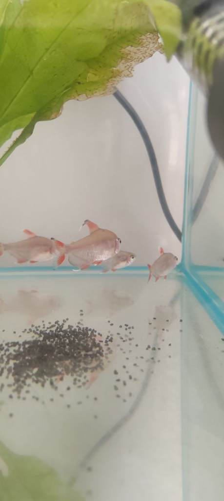 Bentosi tetra fish 