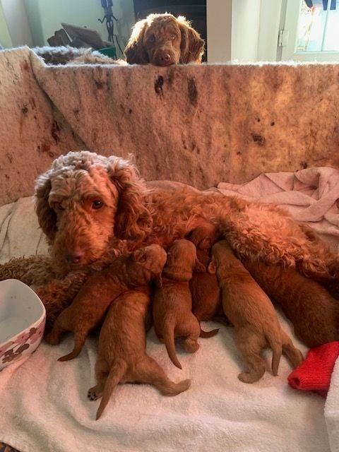 Beautiful f1b toy cockapoos