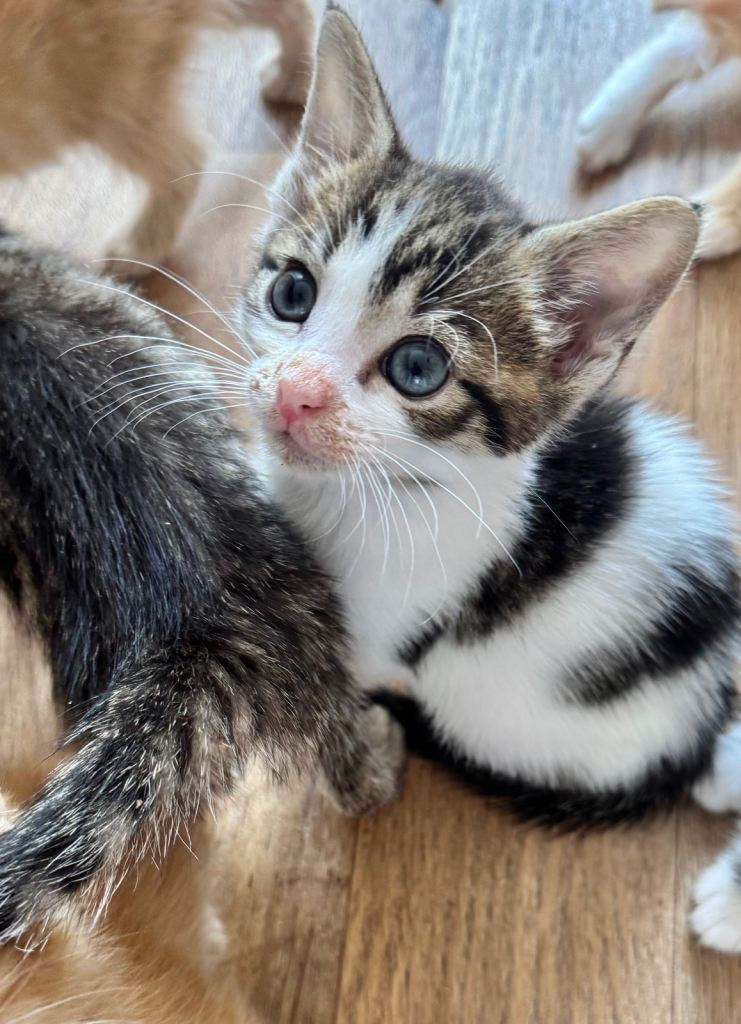 TABBY AND WHITE MALE KITTEN 