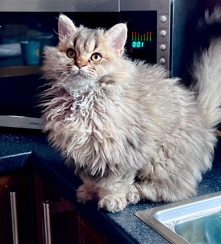 Gorgeous purebred Selkirk rex kittens 🐱 amazing personality 😻