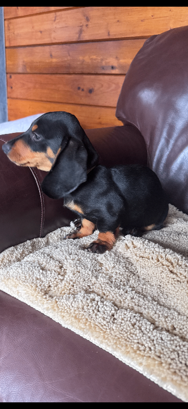 Dachshund puppies 