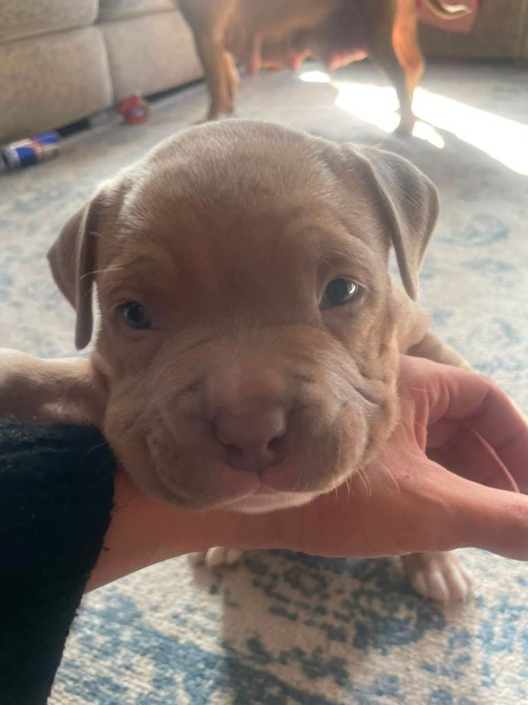 AbKC pocket bully puppies 