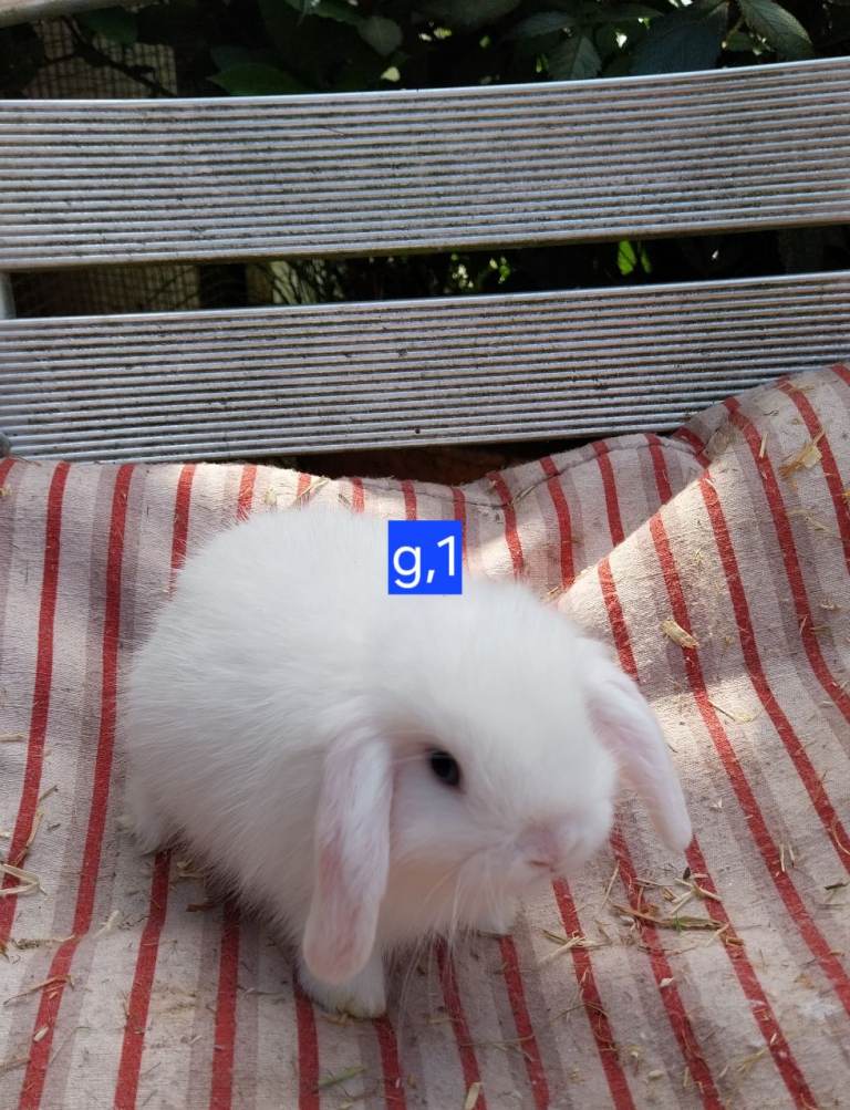 Mini lops for sale 