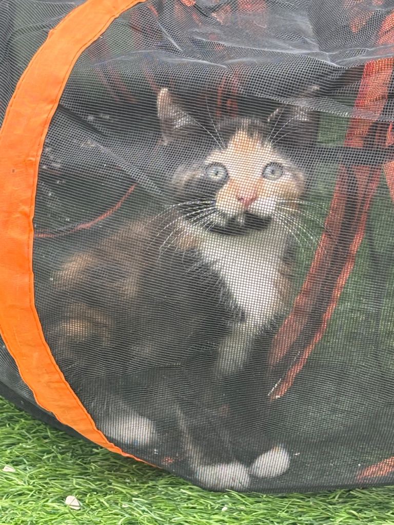 4 cute kittens for sale