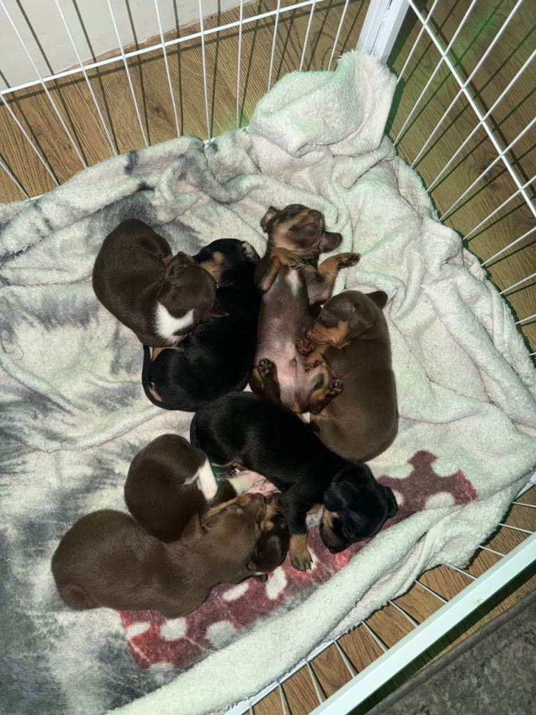 Mini Dachshund Puppies / mixed with Kelpie . Rare breed! 