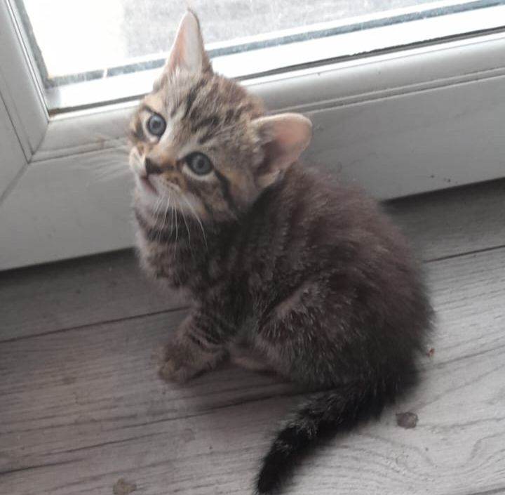 ADORABLE KITTENS
