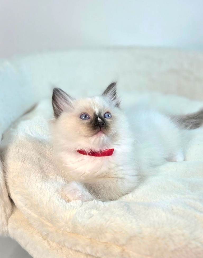GCCF Ragdoll Sealpoint Mitted kitten