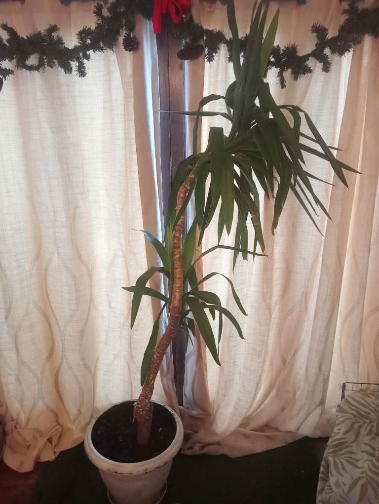 190cm yucca outdoor/indoor plant houseplant yukka