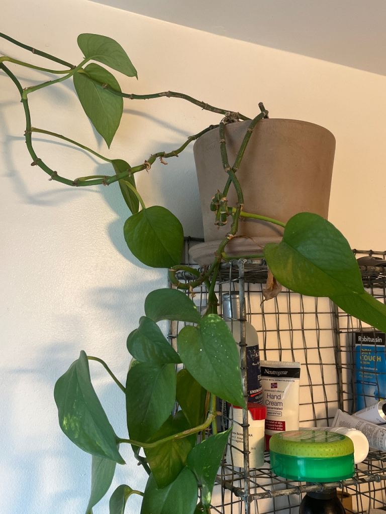 Devils Ivy - Big - Incl Terra cotta Pot