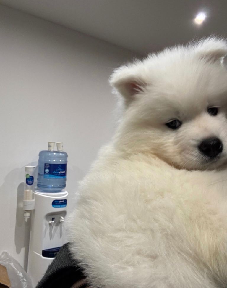 Samoyed puppy 