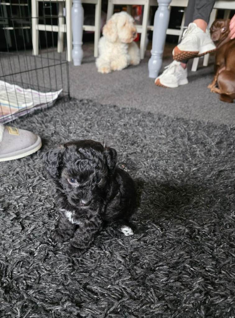 Cockapoo x chihuahua puppies