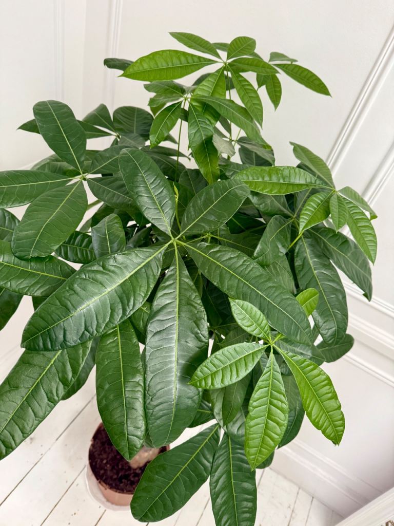 Pachira Aquatica Real Indoor Plant Tree Twisted Stem