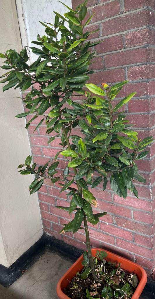 Bay Leaf tree plant Laurus Nobilis 1.50 metre high in a big pot