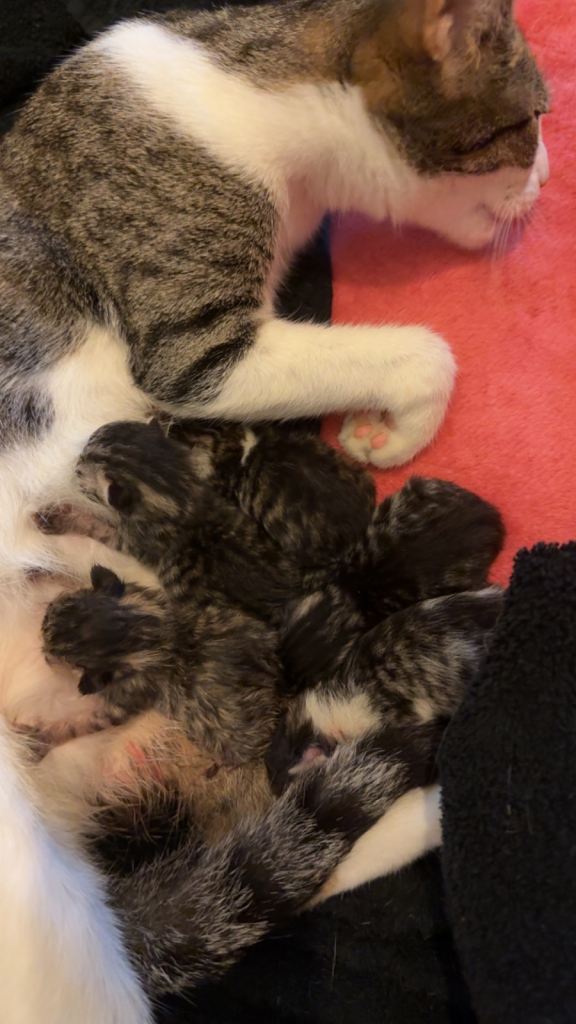Kittens ready to go next week ! 