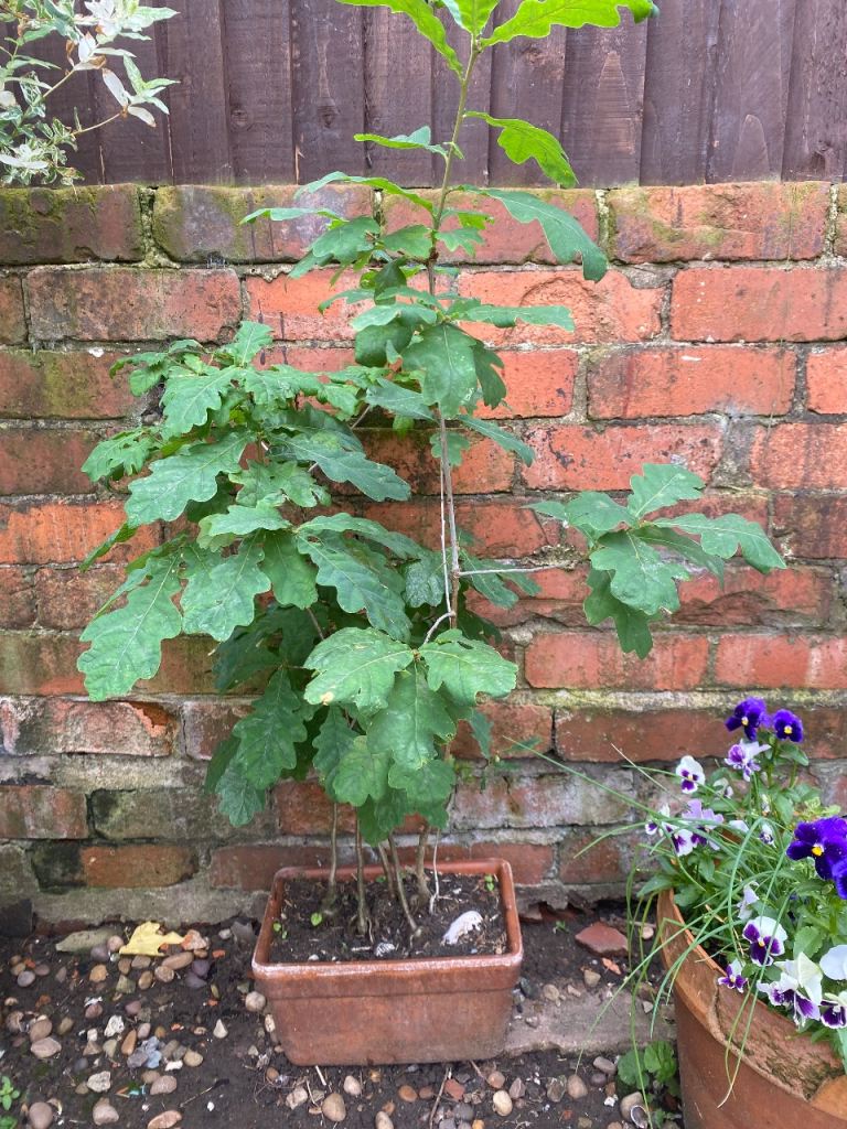 Oak Tree Sapling in Brown Planter – Healthy Condition