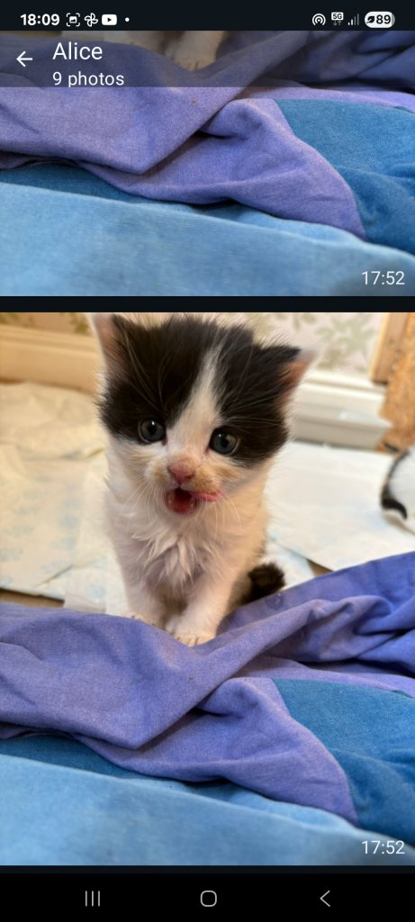 2 male kittens for sale