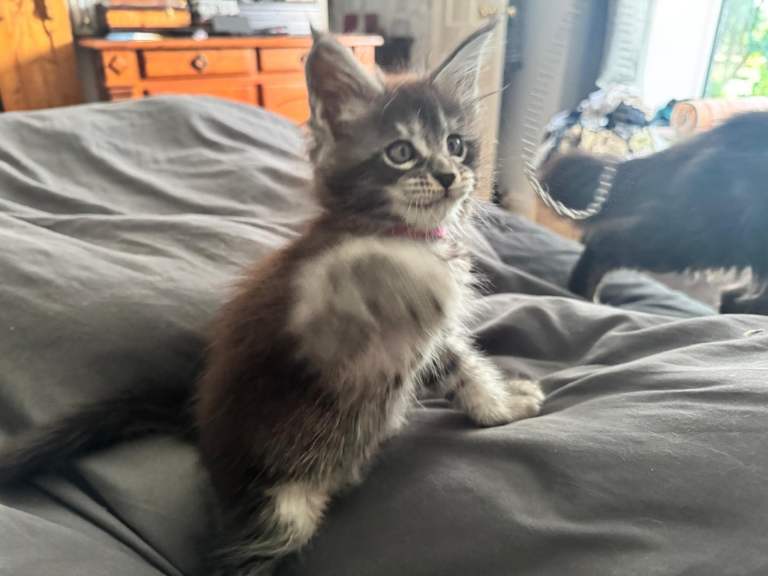 Pedigreed Maine Coon kittens - only one baby left 