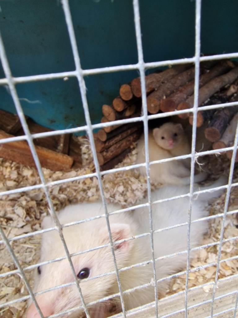 Baby ferrets