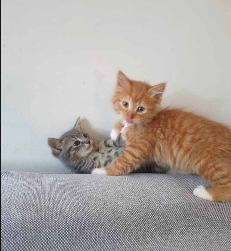 Beautiful Siberian Mix Kittens Check Description 