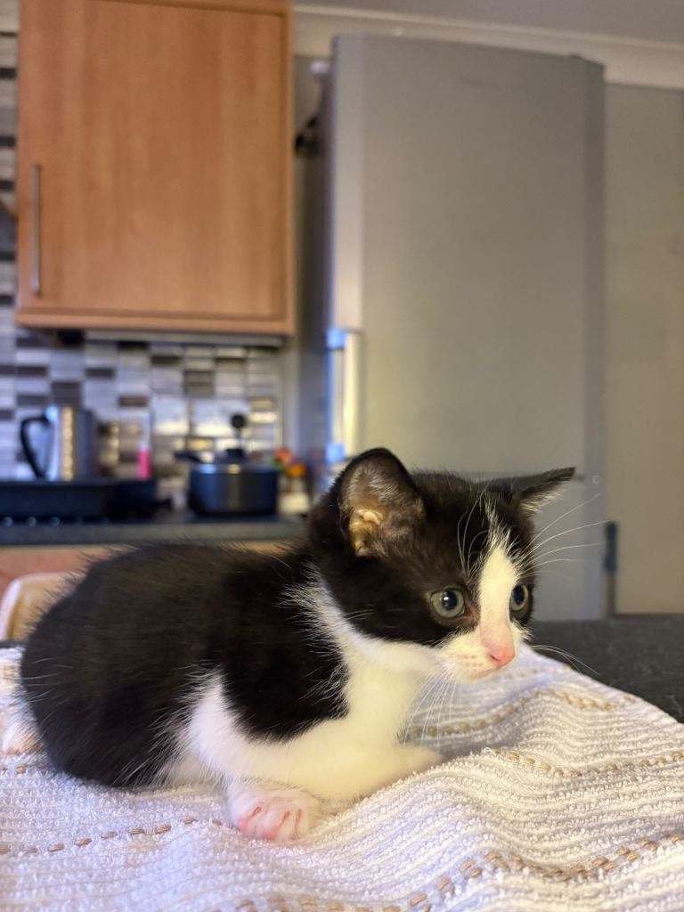 Adorable Kittens Ready for Their New Homes from 15/12/25 – Playful & Loving!