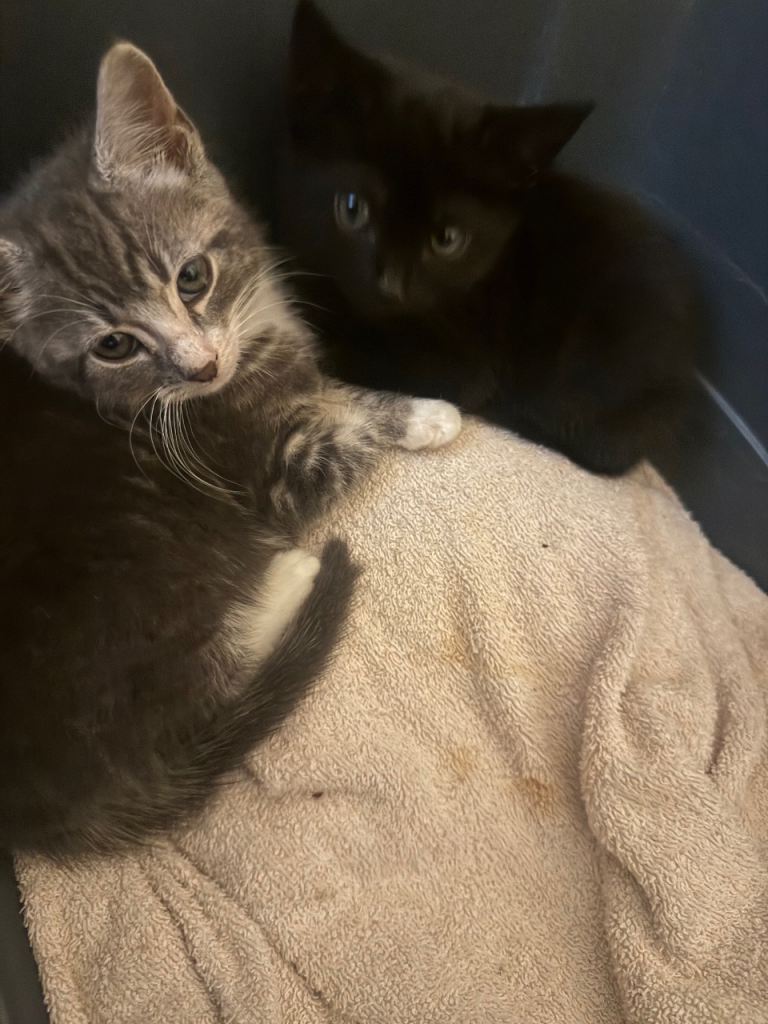Kittens for sale needs rehoming asap