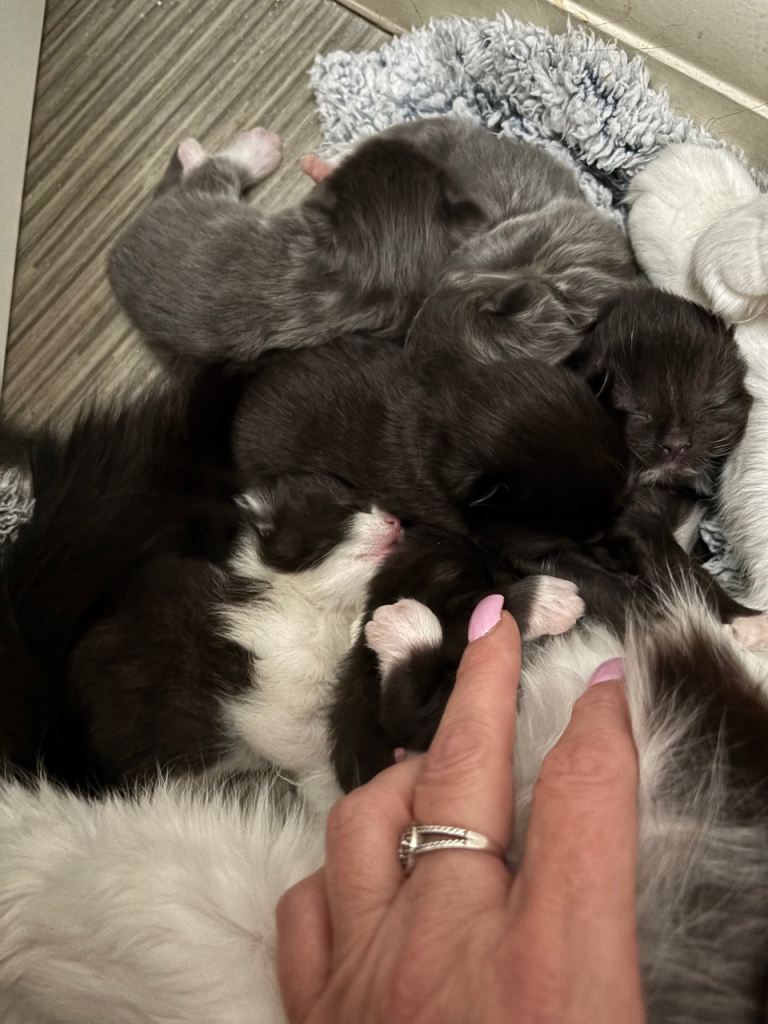 half norwegian kittens 